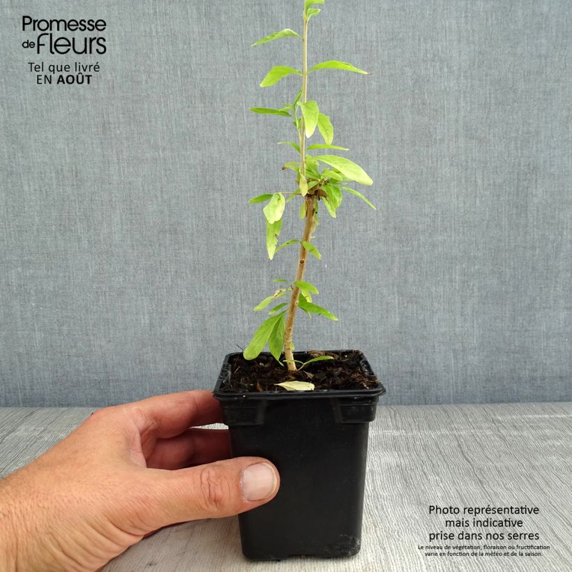 Ejemplar de Burro - Aloysia polystachia Maceta de 7/8 cm entregado en verano