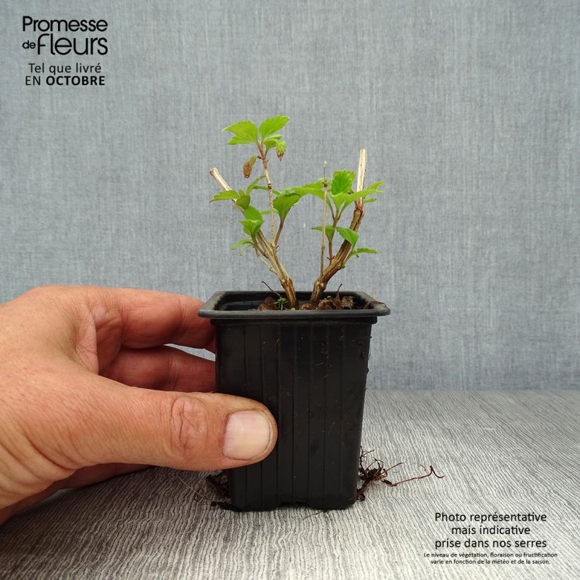 Ejemplar de Orozús - Lippia dulcis Maceta de 7/8 cm entregado en otoño