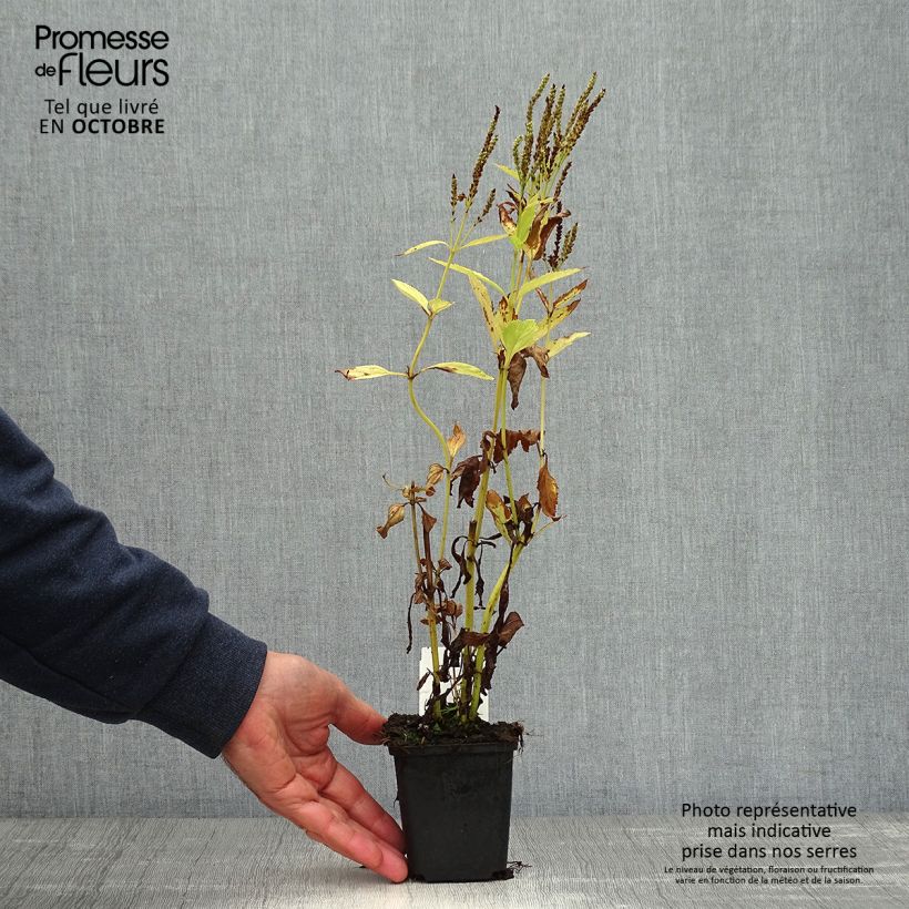 Ejemplar de Verbena hastata Alba Maceta de 8/9 cm entregado en otoño