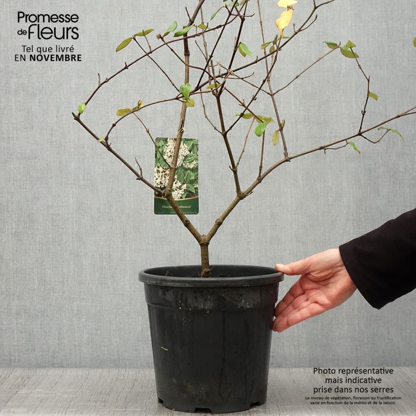 Ejemplar de Viburnum burkwoodii - Viburno Maceta 7,5L/10L entregado en otoño