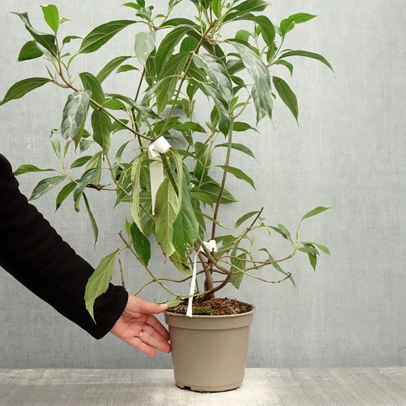 Ejemplar de Viburnum cylindricum - Viburno Maceta 4L/5L entregado en otoño