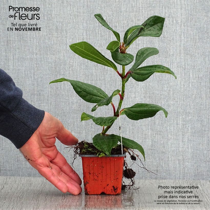 Ejemplar de Viburnum davidii - Viburno chino Maceta de 8/9 cm entregado en otoño