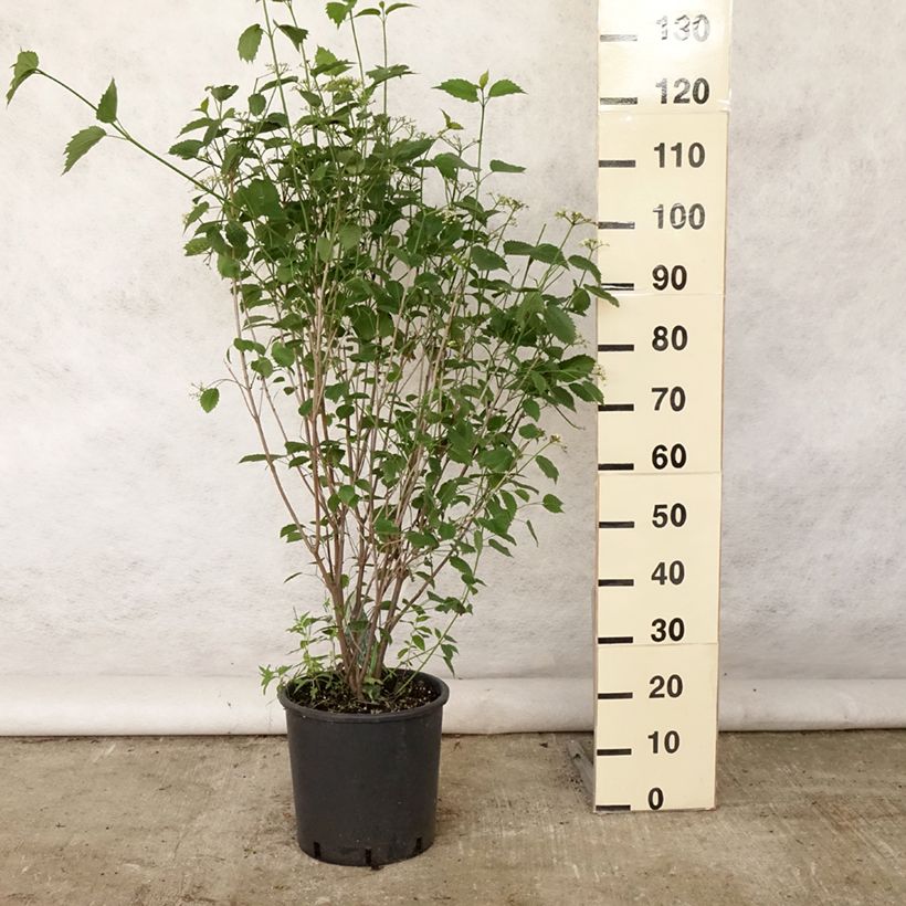 Ejemplar de Viburnum dentatum Blue Muffin - Viburno Maceta 12L/15LAltura de entrega aprox. 60/80cm entregado en verano