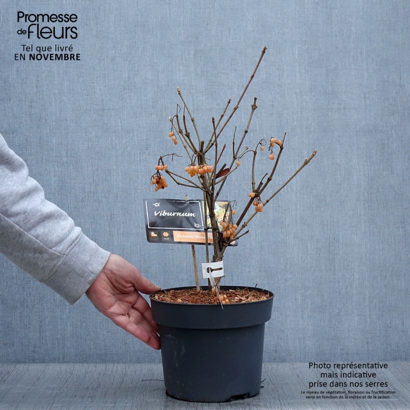 Ejemplar de Viburnum dilatatum Michael Dodge - Viburno Maceta 4L/5L entregado en otoño
