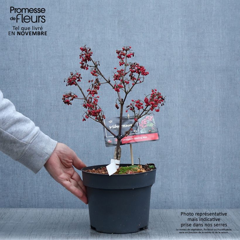 Ejemplar de Viburnum dilatatum Sealing Wax - Viburno Maceta 4L/5L entregado en otoño