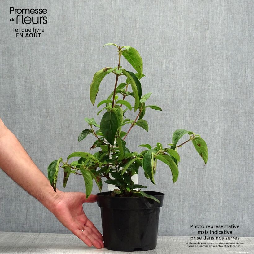 Ejemplar de Viburnum macrocephalum Happy Fortuna - Viburno Maceta 3L/4L entregado en verano