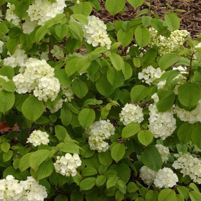 Viburnum plicatum Popcorn - Viburno de China (Follaje)