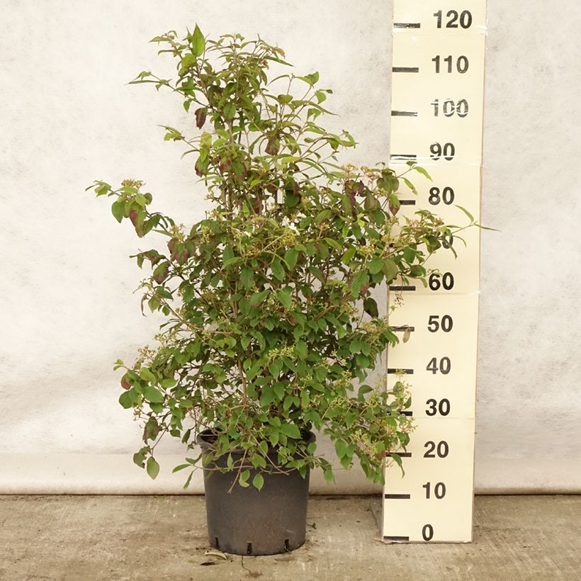 Ejemplar de Viburnum plicatum Watanabe - Viburno de China Maceta 12L/15LAltura de entrega aprox. 80/100cm entregado en verano