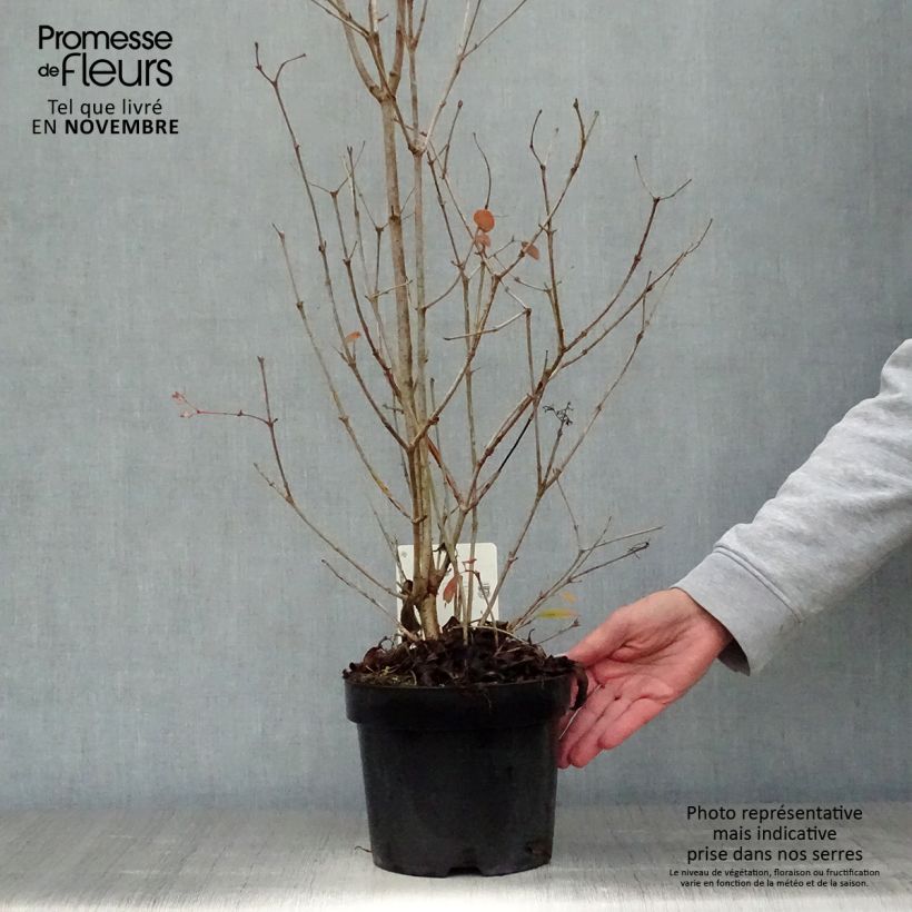 Ejemplar de Viburnum plicatum Watanabe - Viburno de China Maceta 3L/4L entregado en otoño