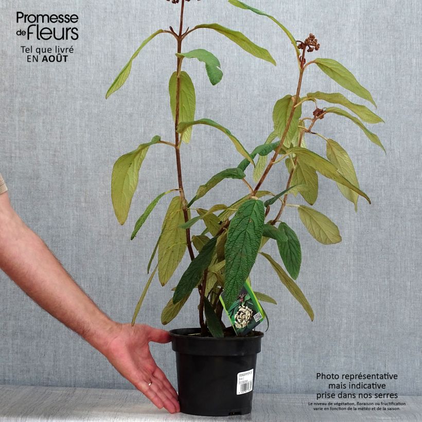 Ejemplar de Viburnum rhytidophyllum - Viburno Maceta 2L/3LAltura de entrega aprox. 30/40cm entregado en verano