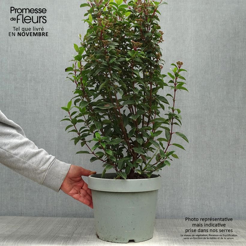 Ejemplar de Viburnum tinus Eve Price - Durillo Maceta 7,5L/10L entregado en otoño