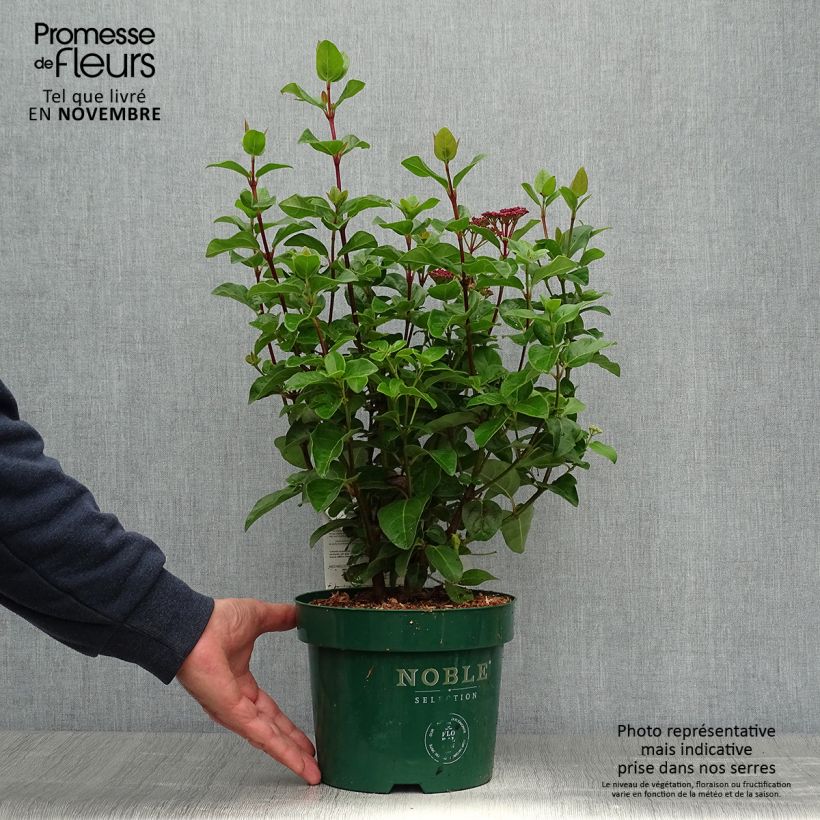 Ejemplar de Viburnum tinus Lisarose - Durillo Maceta 3L/4L entregado en otoño
