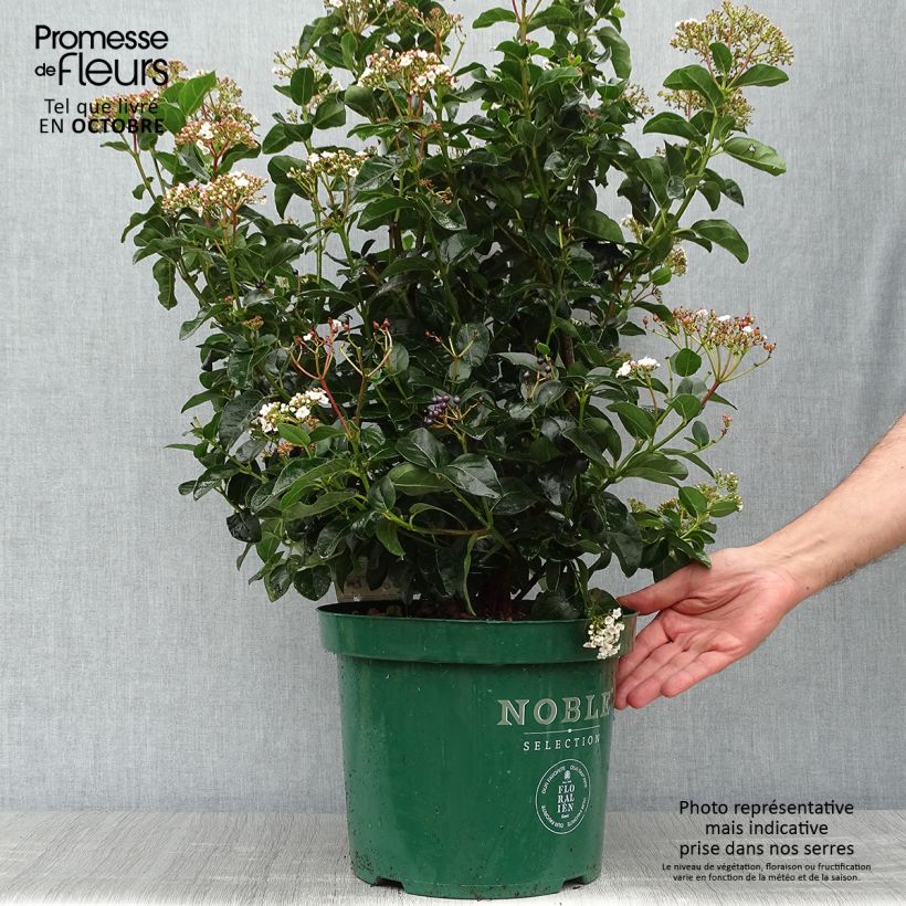 Ejemplar de Viburnum tinus Lisarose - Durillo Maceta 7,5L/10L entregado en otoño