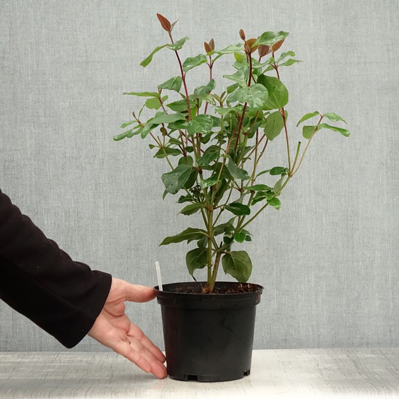 Ejemplar de Viburnum tinus Purpureum - Durillo Maceta 2L/3L entregado en otoño