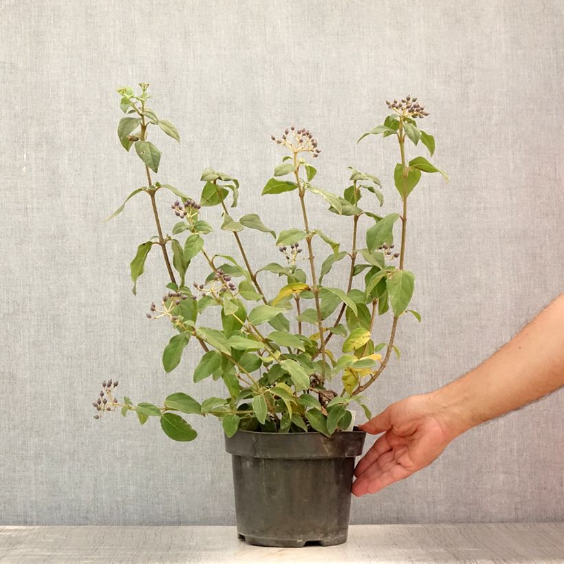 Ejemplar de Viburnum tinus Purpureum - Durillo Maceta 2L/3LAltura de entrega aprox. 40+cm entregado en verano