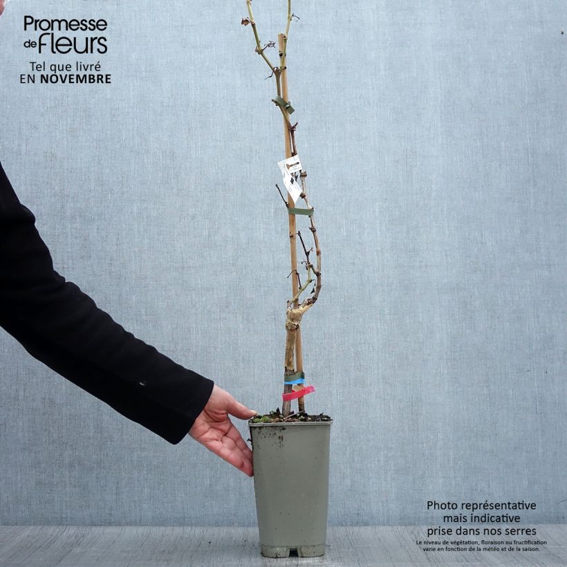 Ejemplar de Vid Alphonse Lavallée ZPd4 Maceta 1,5L/2L entregado en otoño