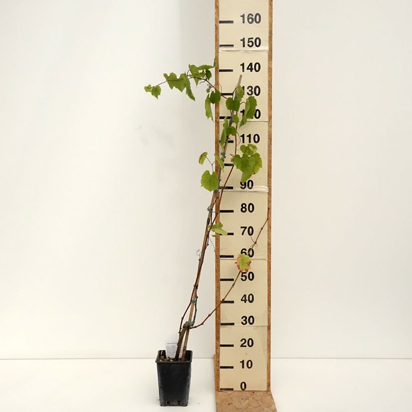 Ejemplar de Vid Alphonse Lavallée ZPd4 Maceta 3L/4L entregado en verano