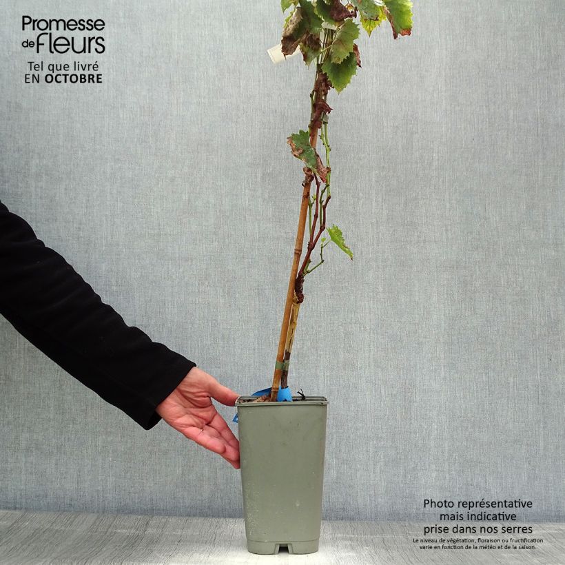 Ejemplar de Vid Ampelia Amandin Maceta 2L/3L entregado en otoño