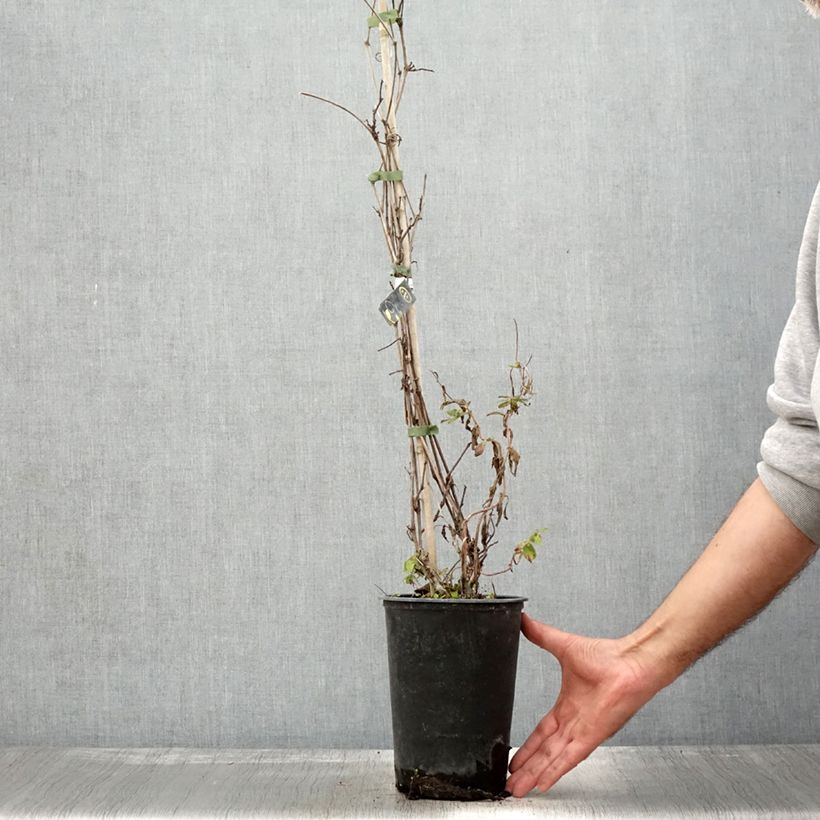 Ejemplar de Vid - Vitis amurensis Maceta 3L/4L entregado en otoño