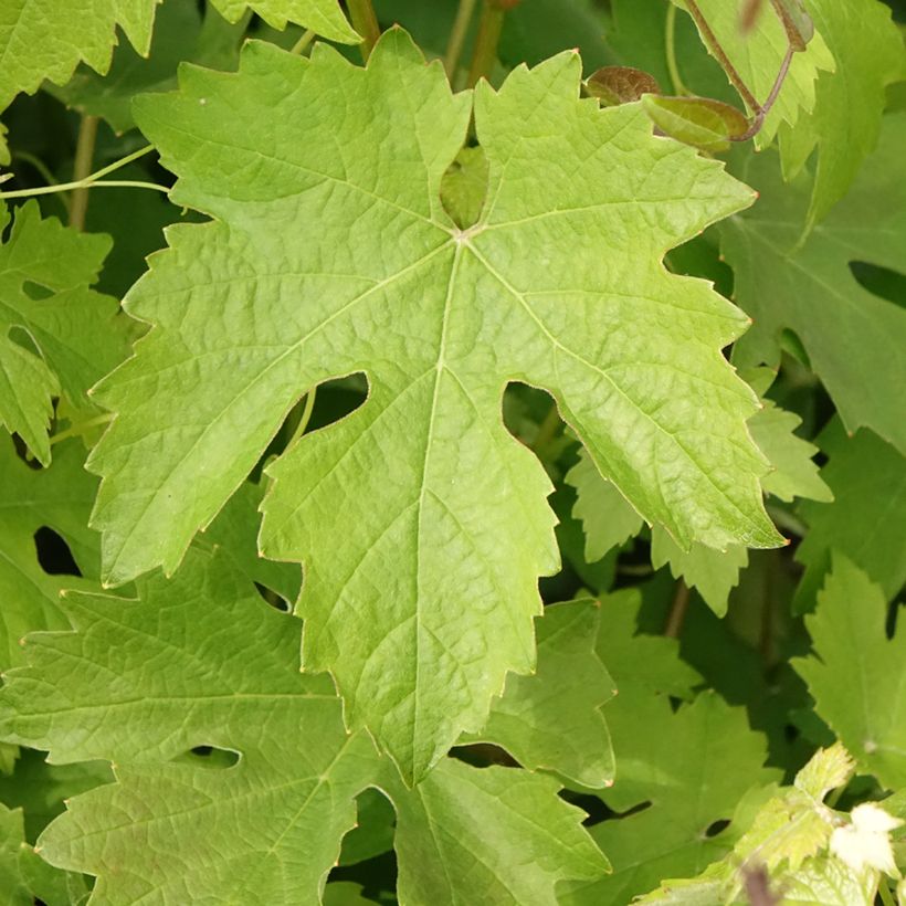 Vid Barbera (Follaje)