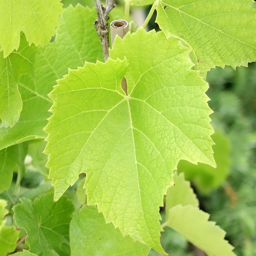 Vid Chardonnay (Follaje)