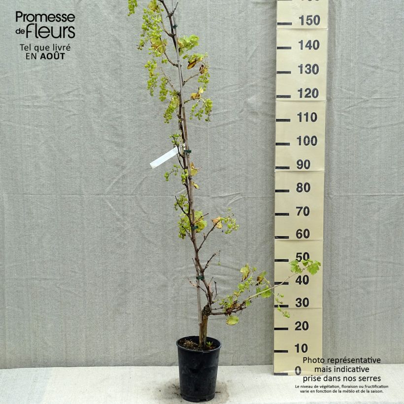 Ejemplar de Vid Chasselas De Fontainebleau Maceta 2L/3LAltura de entrega aprox. 40/50cm entregado en verano