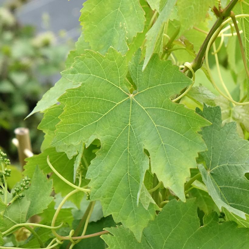 Vid Chasselas rose (Follaje)