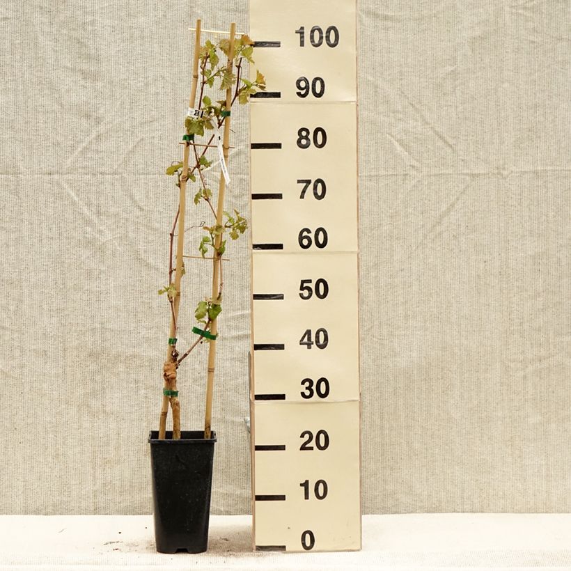 Vid Chasselas Cioutat Maceta 1,5L/2LAltura de entrega aprox. 30/40cm Ejemplar entregado en la primavera