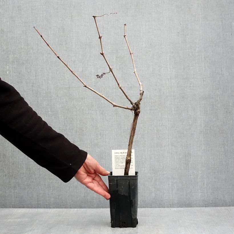 Vid Cortese Maceta 1,5L/2LAltura de entrega aprox. 100/110cm Ejemplar entregado en la primavera