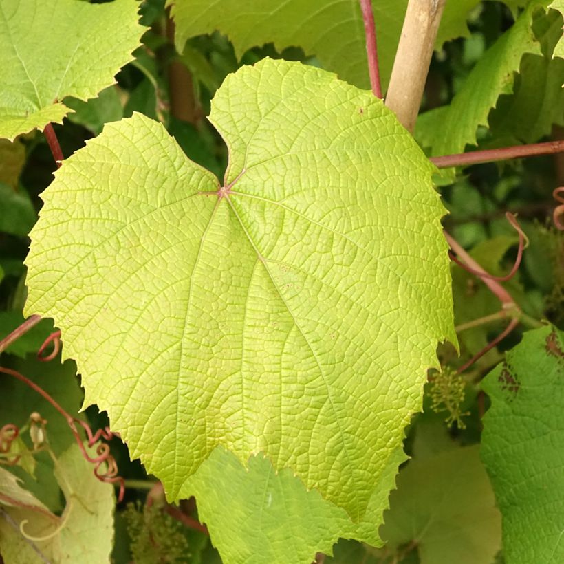 Vitis coignetiae - Viña ornamental (Follaje)