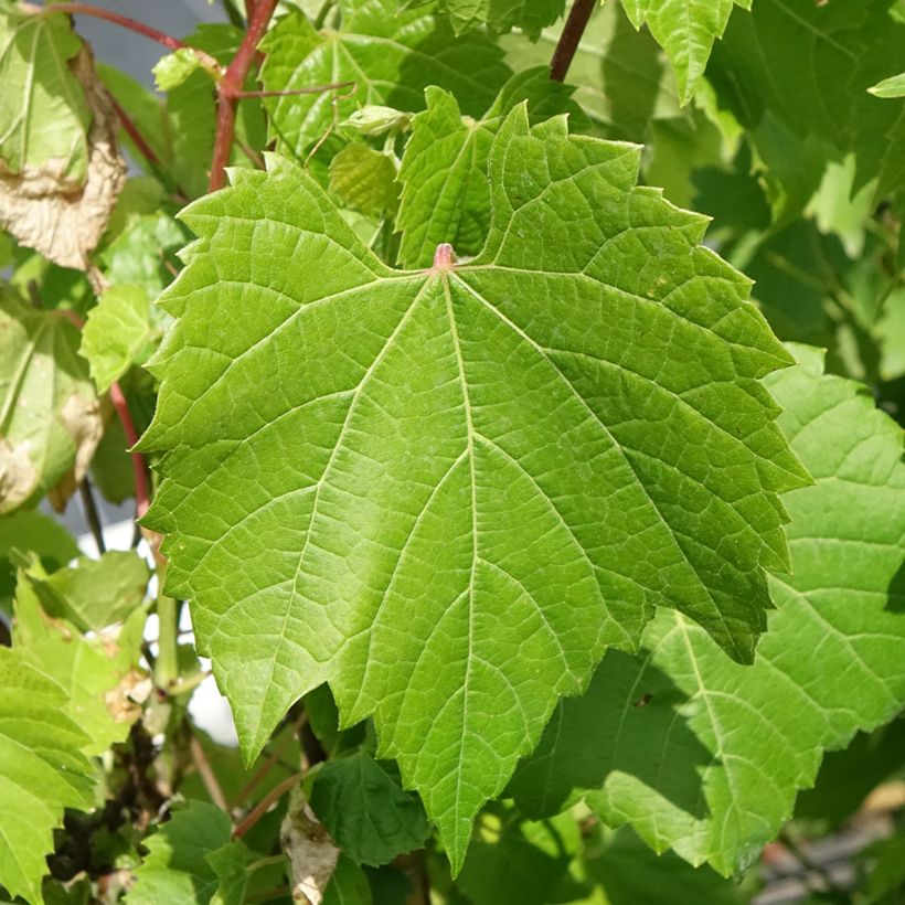 Vid - Vitis riparia (Follaje)