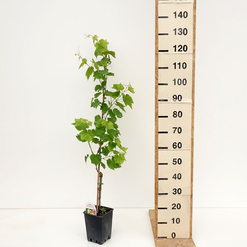 Vid Ambra Maceta 1,5L/2L Ejemplar entregado en la primavera