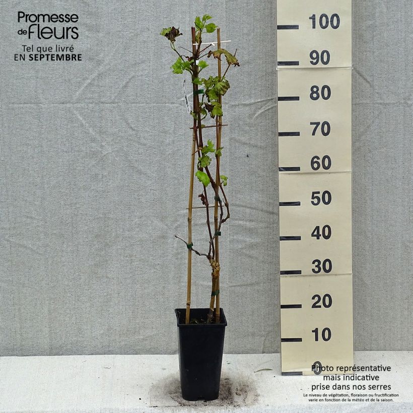 Ejemplar de Vid Autumn Royal Maceta 2L/3L entregado en otoño
