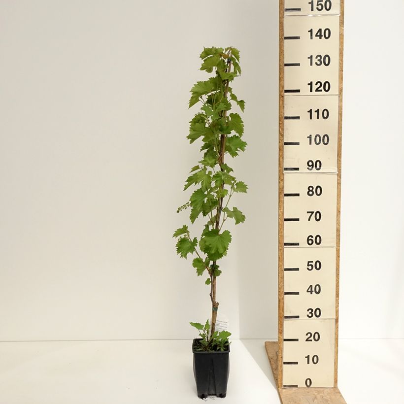 Vid Francese Nera, Noire de France Maceta 1,5L/2LAltura de entrega aprox. 100/110cm Ejemplar entregado en la primavera