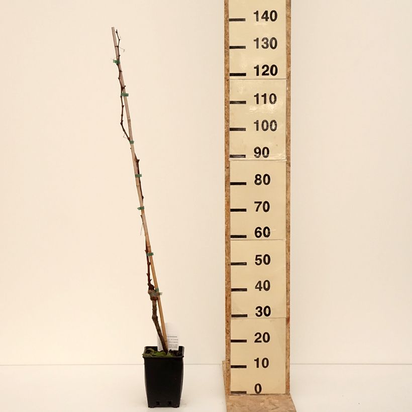 Vid Michele Palieri Maceta 1,5L/2L Ejemplar entregado en invierno