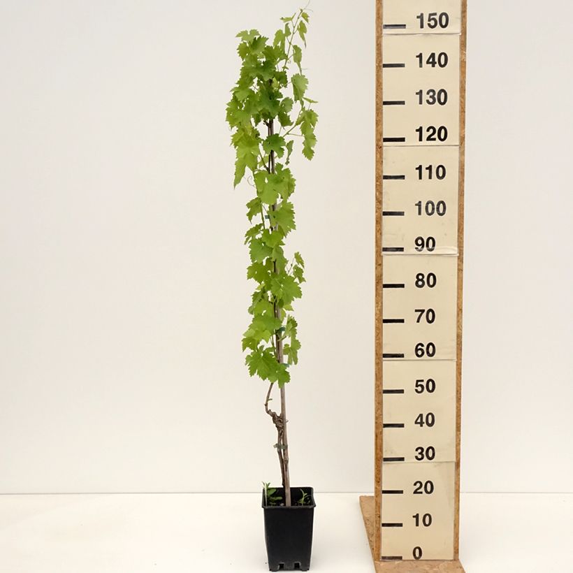 Vid Regina dei Vigneti (Incrocio Mathiasz 140) Maceta 1,5L/2LAltura de entrega aprox. 100/110cm Ejemplar entregado en la primavera