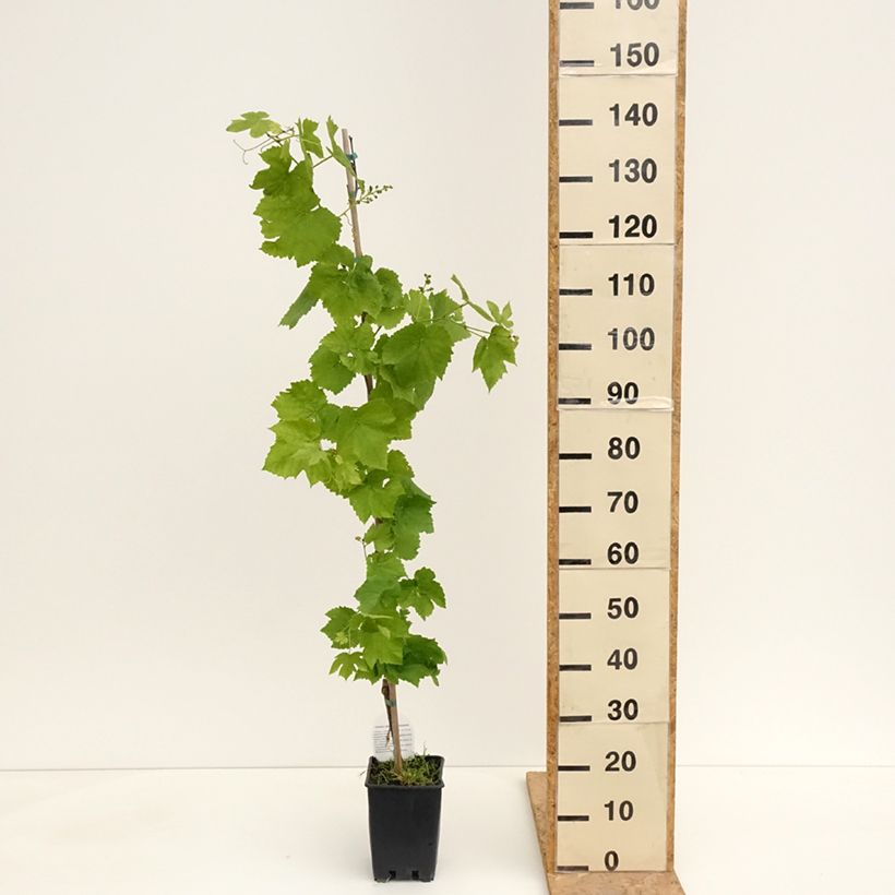 Vid Topazia Maceta 3L/4L Ejemplar entregado en la primavera