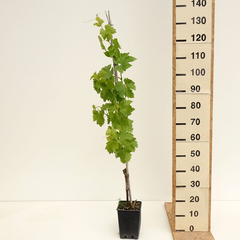 Vid Vittoria Maceta 1,5L/2LAltura de entrega aprox. 100/110cm Ejemplar entregado en la primavera