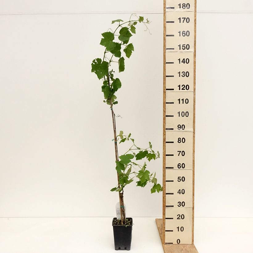 Vid Fragola Nera Précoce Maceta 1,5L/2LAltura de entrega aprox. 100/110cm Ejemplar entregado en la primavera