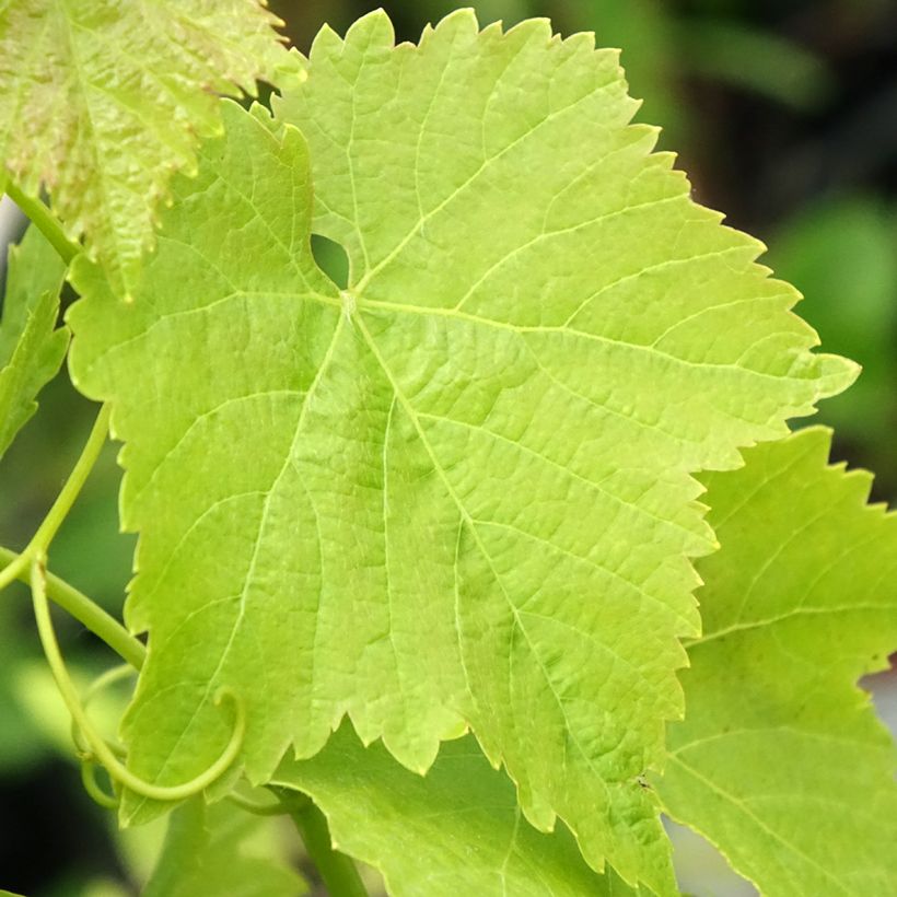 Vid Merlot (Follaje)
