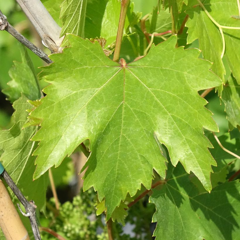 Vid Moscato Monregalese (Follaje)