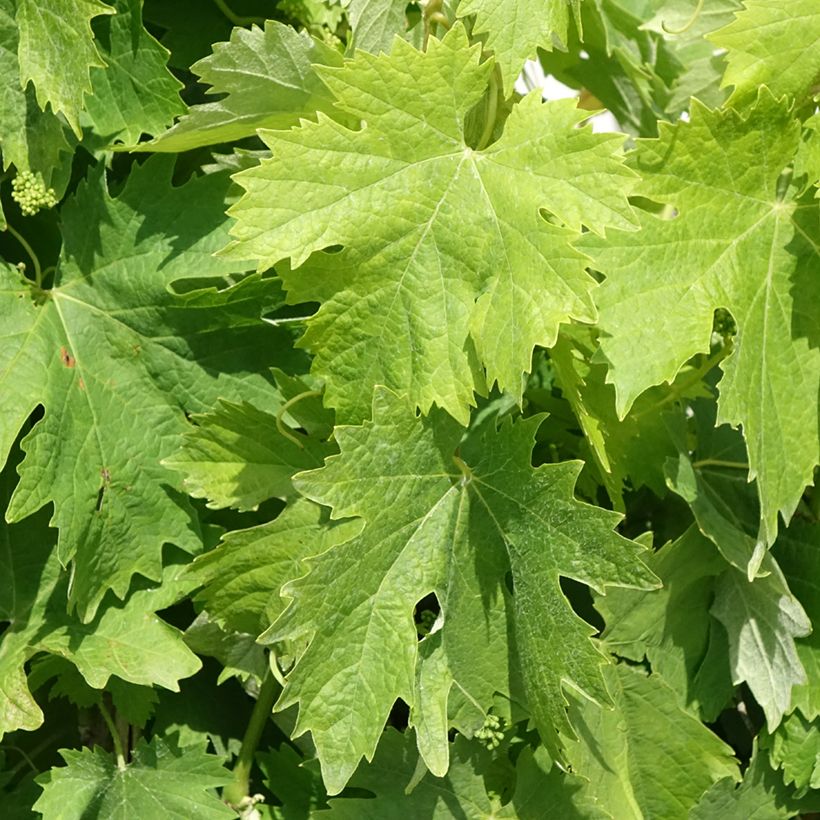 Vid Moscato Terracina (Follaje)