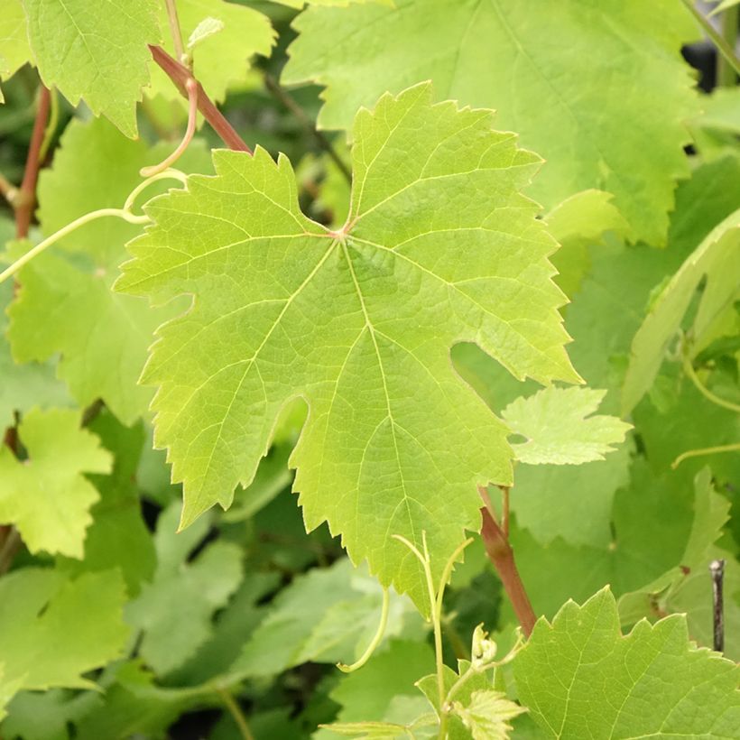 Vid Nebbiolo (Follaje)