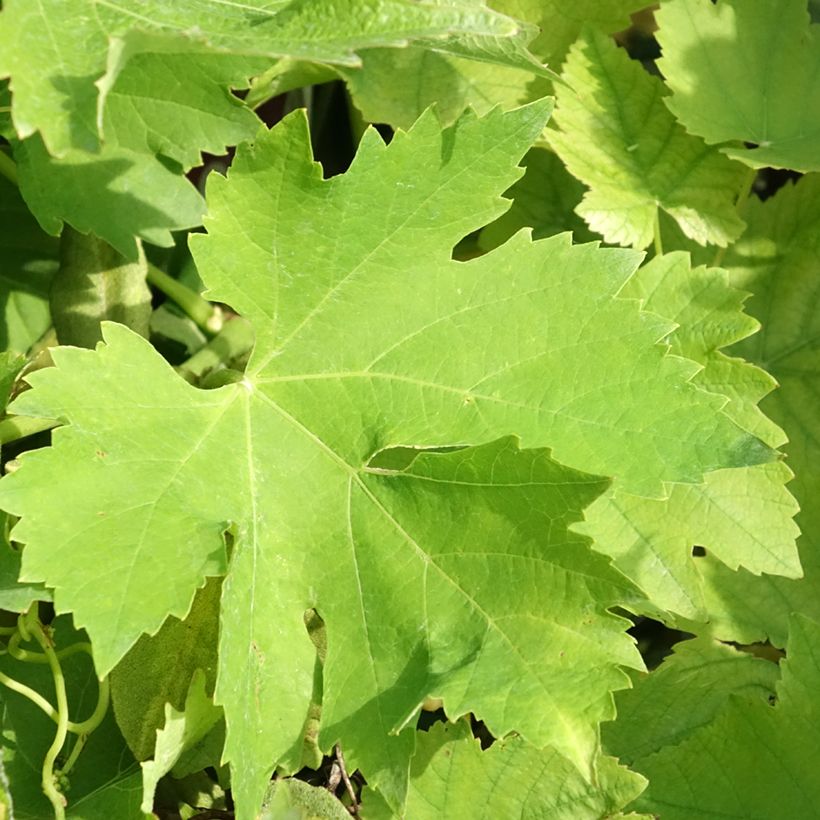 Vid Petit Verdot (Follaje)