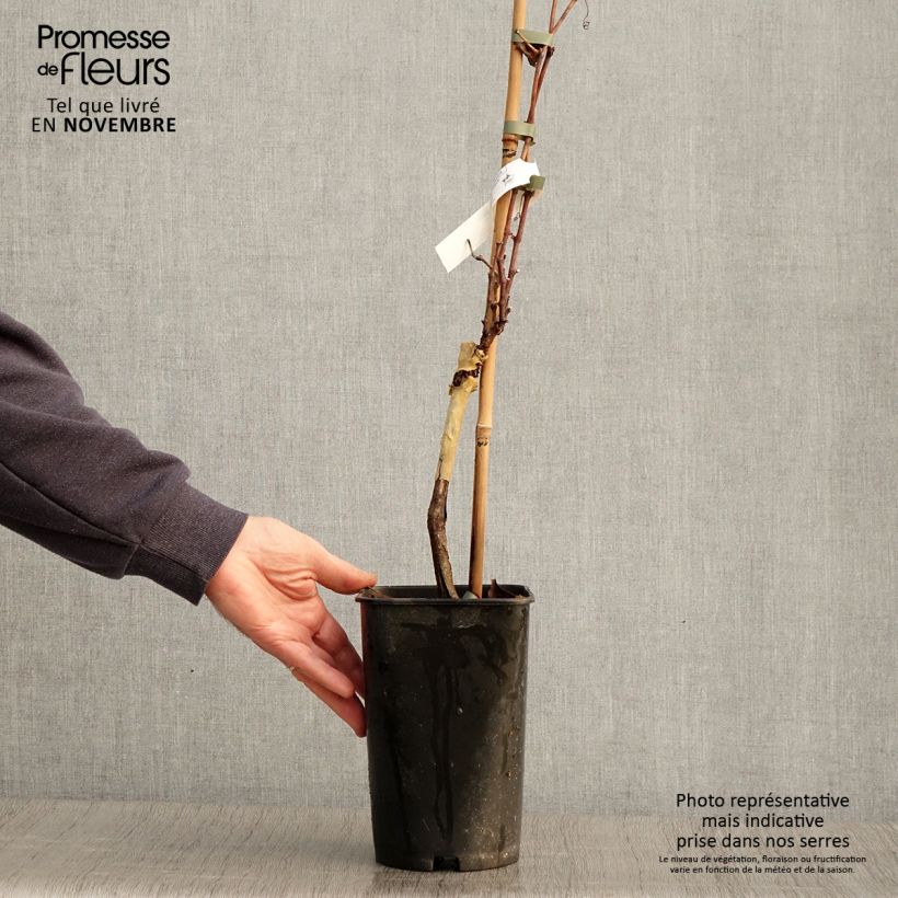 Ejemplar de Vid Pied de Perdrix Maceta 2L/3L entregado en otoño