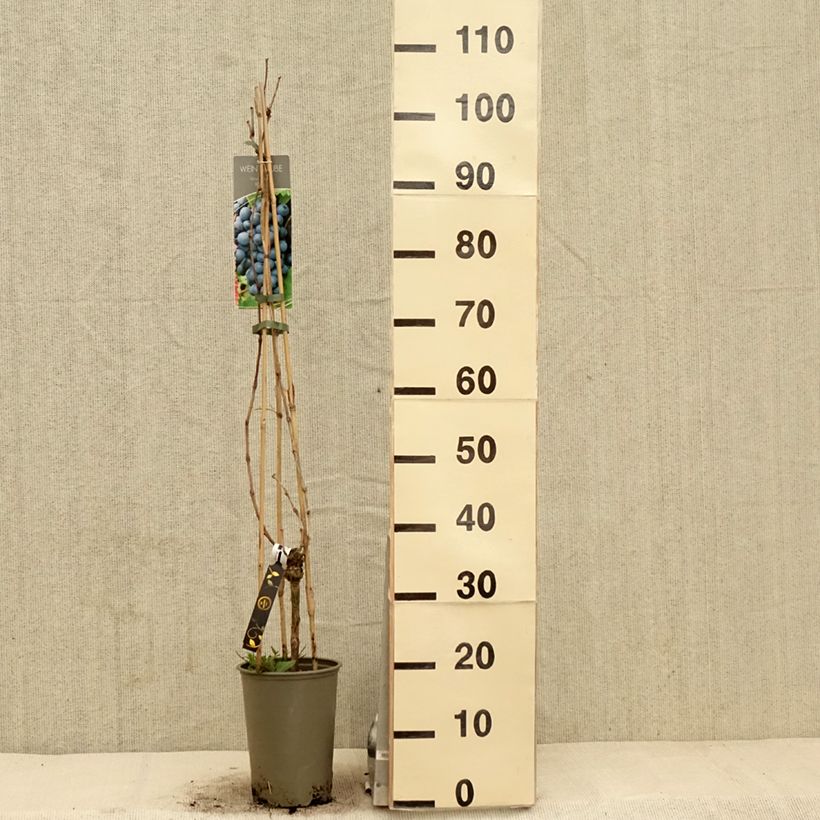 Vid Regent Maceta 3L/4LAltura de entrega aprox. 80/100cm Ejemplar entregado en la primavera