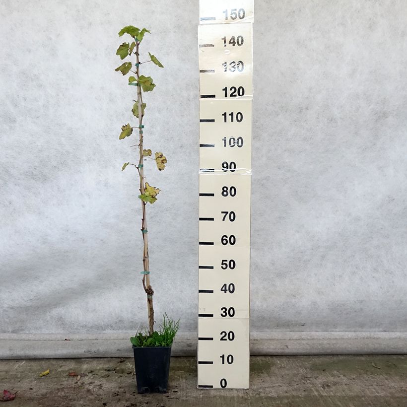 Ejemplar de Vid Sultanina Bianca (Thomson seedless) Maceta 1,5L/2L entregado en otoño