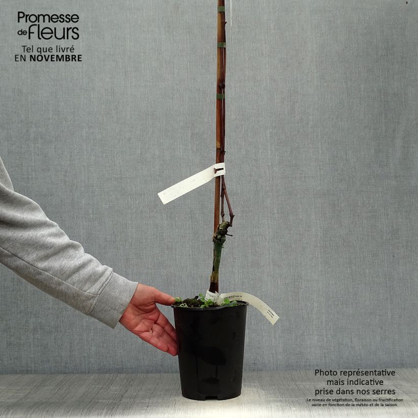 Ejemplar de Vid Venus Maceta 1,5L/2L entregado en otoño