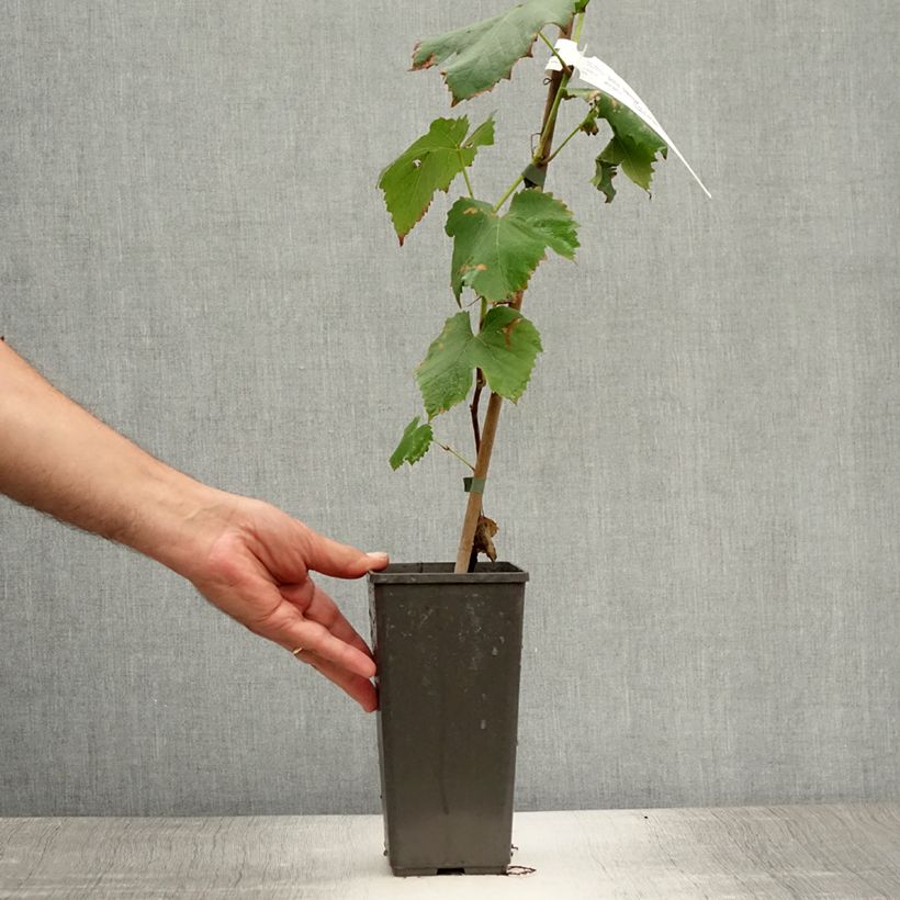 Ejemplar de Vid Venus Maceta 1,5L/2LAltura de entrega aprox. 40cm entregado en verano
