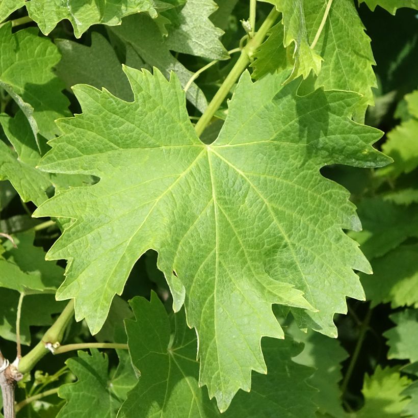Vid Vermentino bianco (Follaje)